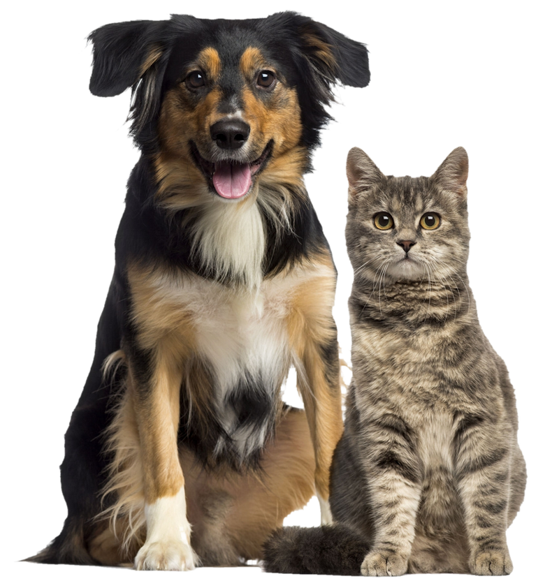 dog and cat png by dalidas art db0lgx1 fullview