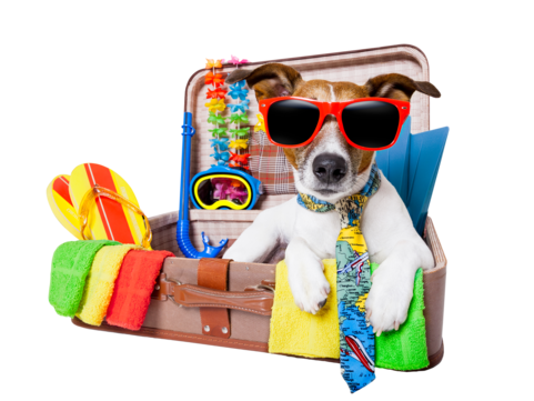 pngtree summer holiday dog travel png image 11285211